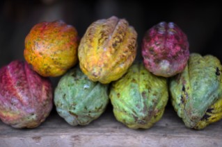 Colorful Cocoa Pods